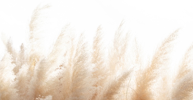 Counselling / Psychotherapy